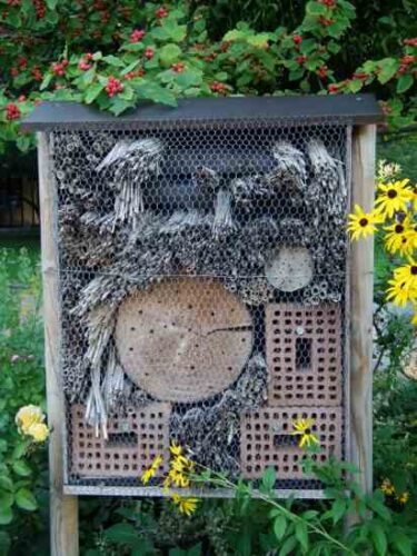 Common Garden Creatures: Learn to Love Wasps and Snakes